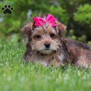 Olive, Yorkie Poo Puppy